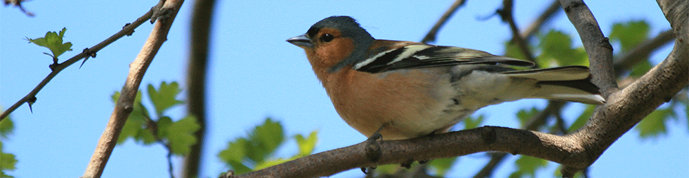 garden bird